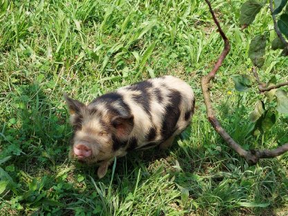 Bild 3:Kunekune-Ferkel von Zuchttieren