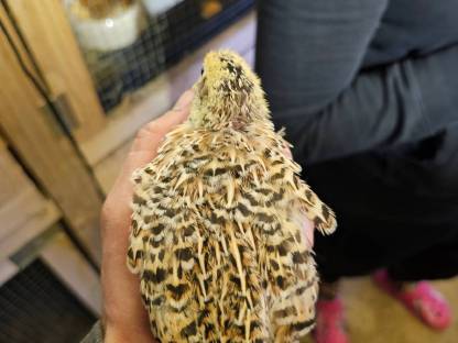 Bild 8:Wachteleier und Bruteier