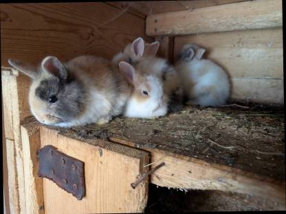 Bild 4:Löwenkopf Zwergkaninchen