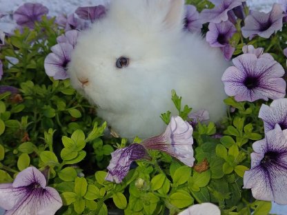 Bild 9:Teddylöwenkopfmix