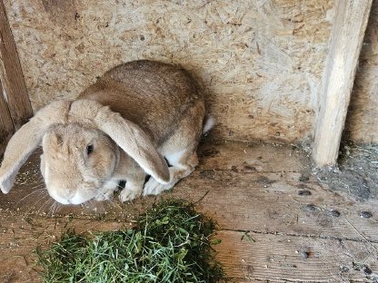 Verkaufe schöne Fleischhasen
