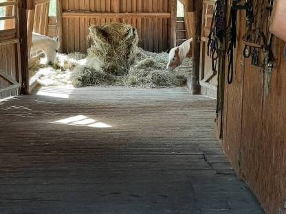 Bild 7:Pferdeeinstellplatz