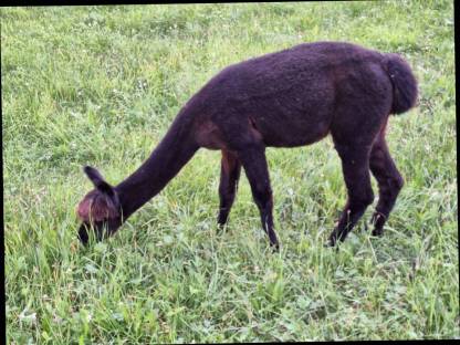 Bild 6:Alpaka Jungstuten