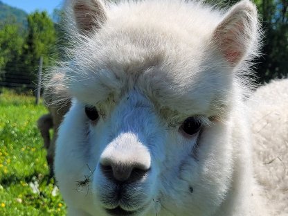 Bild 5:Alpaka Stuten, Hengst