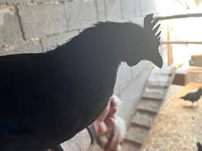 Bild 2:Ayam Cemani Jung-Hähne