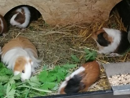 Bild 3:Meerschweinchen