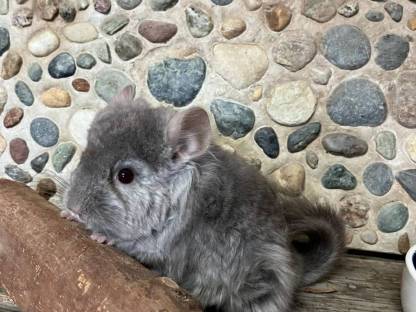 Bild 6:Chinchilla