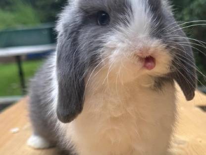 Bild 2:Minilops Zwergwidder