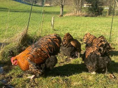 Bild 6:Orpington Bruteier