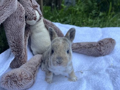 Bild 5:Kleinrexe, Kaninchen (Jungtiere)