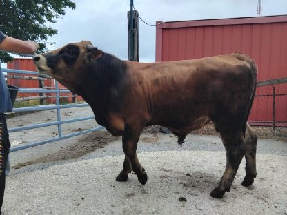 Murbodner Stier & Kalbinnen