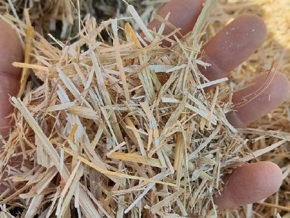 Bild 2:Stroh Gemulcht