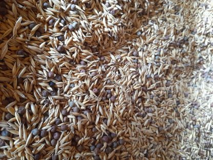 Bild 3:BIO Hafer-Peluschken-Gemenge zu verkaufen