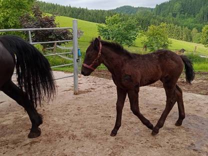 Bild 3:Glanzrapp Hengst Fohlen Zapo Schaunitz