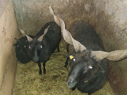 Bild 3:Verkaufe Zackelschaf-Familie