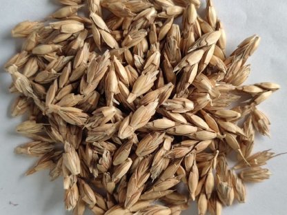 Bild 2:Verkaufe Schäler, Getreideschäler, Hülsenfrüchteschäler