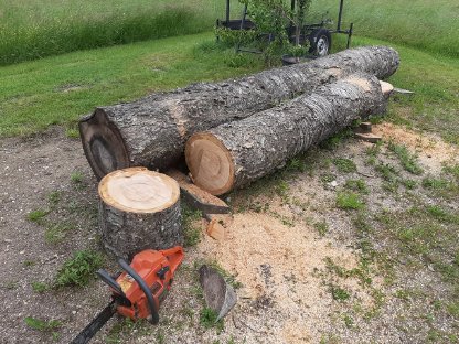 Bild 2:Kirschbaum Stämme