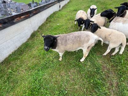 Bild 3:Bio Dorper Widder 1b