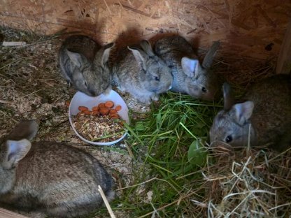 Bild 3:Hasenmischlinge