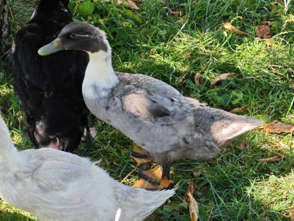 Bild 5:Enten, Laufenten-Küken, fleißige Schneckensammler