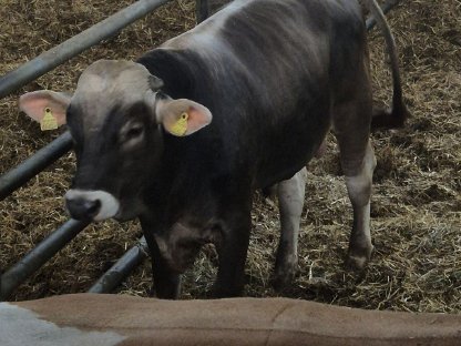Bild 4:Braunvieh Stier