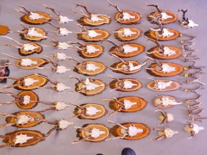 Bild 2:TROPHÄENSAMMLUNG