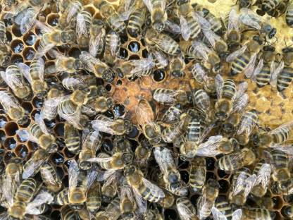 Bienenvölker Carnica Zander Jumbo