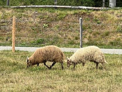 Bild 3:Zackelschaf-Widder