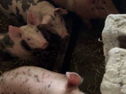 Ferkel Duroc-Landrasse