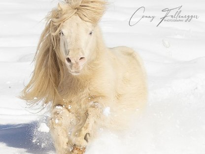 Bild 5:Mohrenkopf Mini Pony Stute