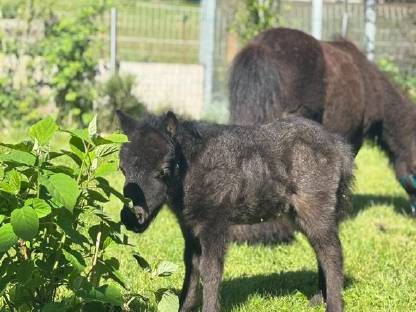 Minishetlandpony Stute Palina