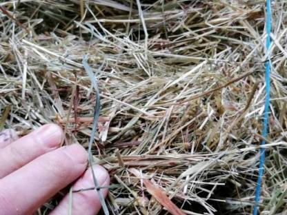 Bild 3:Verkaufe Kleinheuballen ca. 18 kg