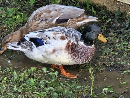 Bild 2:Zwergenten - Erpel