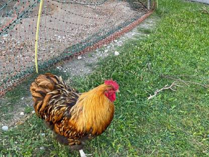 Bild 2:Aktion Seidenhühner und Orpington