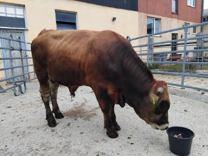 Bild 2:Murbodner Stier & Kalbinnen