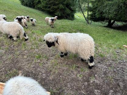 Bild 4:Walliser Schwarznasenschafe