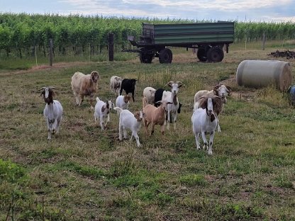 Bild 2:Burrenziegen zu Verkaufen