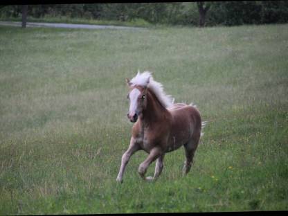 Haflinger Hengstfohlen