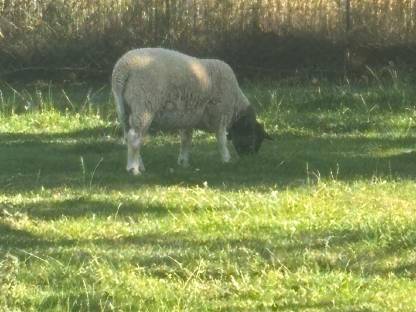 Dorper Jungbock