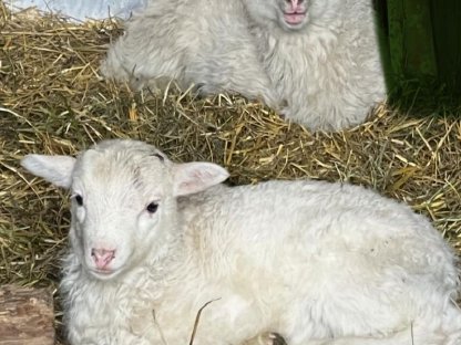 Bild 2:Verkaufen Waldschafe