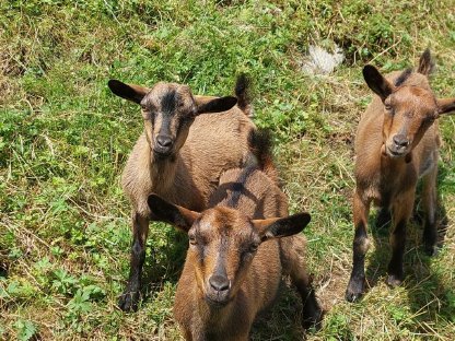Verkaufe hornlosen Zwergziegenbock