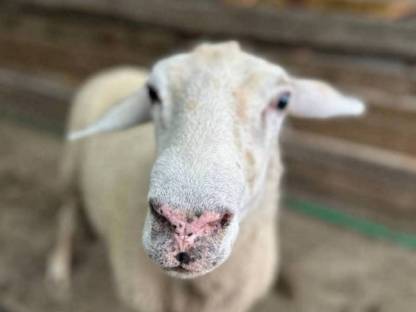 Bergschaf/Texel/Merino
