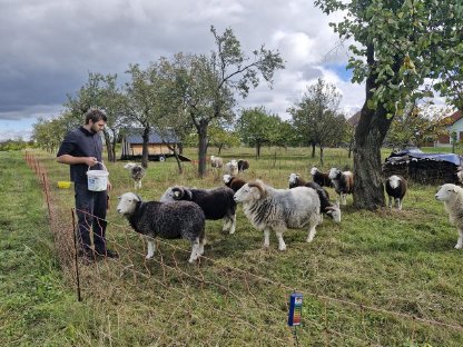 Reinrassige Herdwick Schafe zu verkaufen