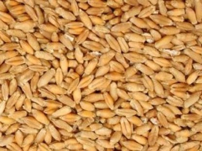 Suche BIO Triticale
