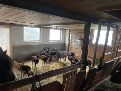 Bild 3:Soay Böcklein