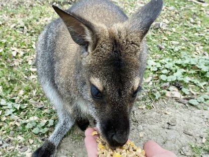 2 Wallaby-Böcke zu verkaufen