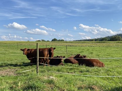 Suche Angus Rinder weiblich