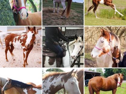 Bild 7:Painthorse Deckhengst gekört APHA, ZSSE