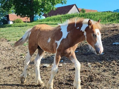 Irish Cob Fohlen, Tinker, Hengst
