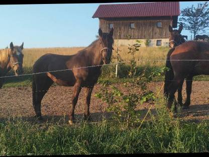 Bild 2:Noriker Fohlen Wallach Hengst Stuten